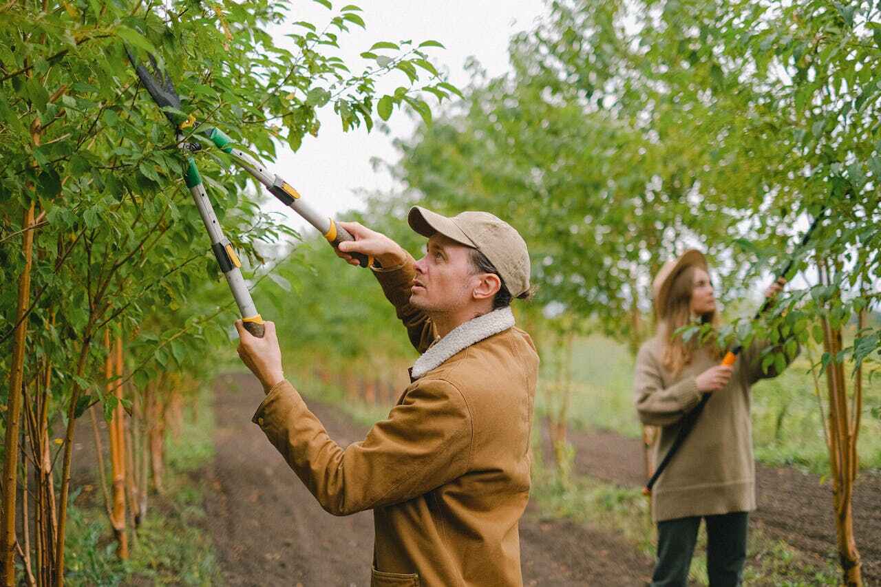 Best Professional Tree Care  in Country Club Hills, MO